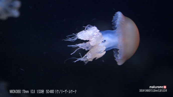 新江の島水族館 クラゲ