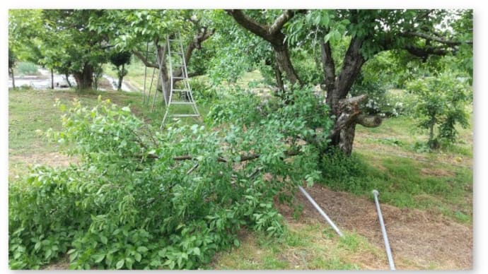 自宅裏の果樹園に先日の強風の被害が