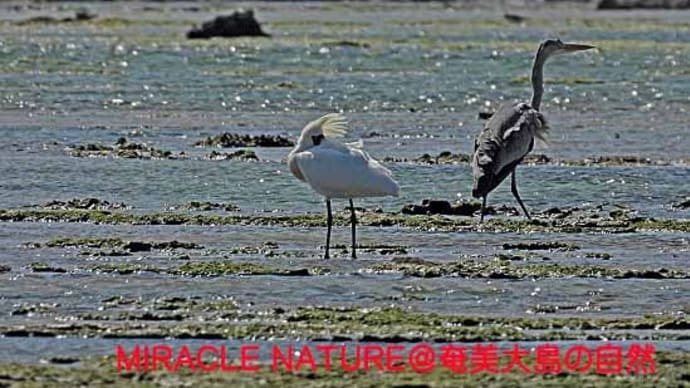 大瀬海岸の鳥見