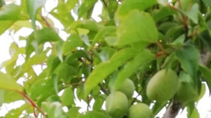 島津梅林オープンは、、、