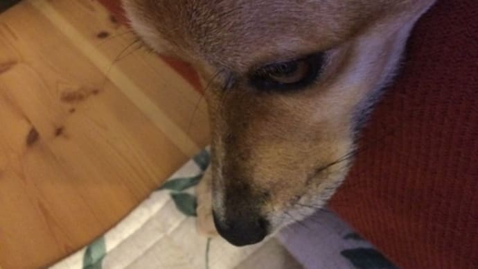 デコトラ大好きなんです。
