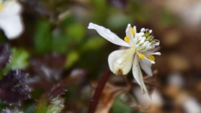 庭で咲く花たち サクラソウの可憐な花 5