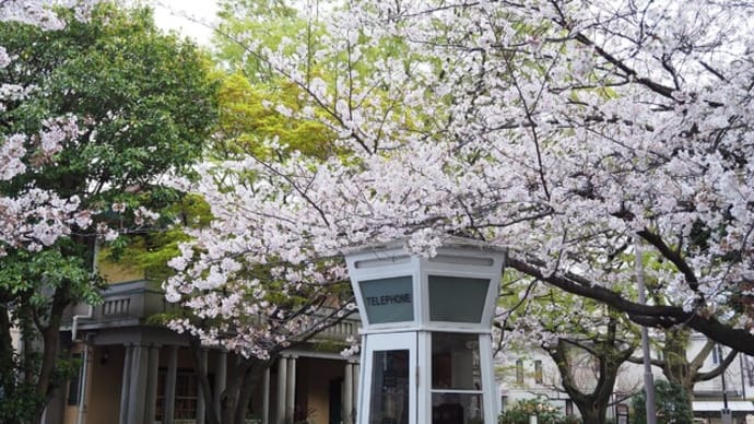 山手の桜2023①