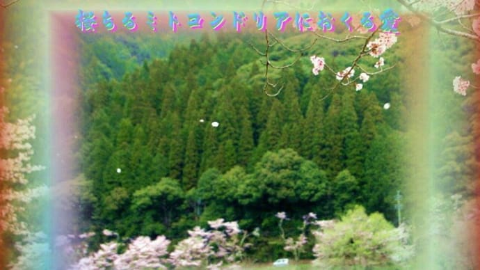 フォトあそび心５７５『　桜ちるミトコンドリアにおくる愛　』ｘｘｖ２３０１