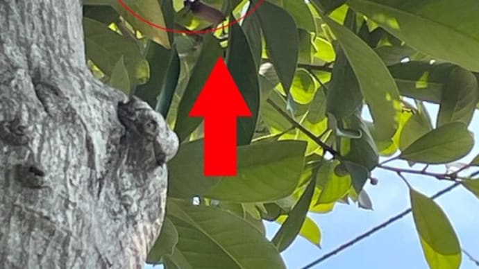 夏休みの前に