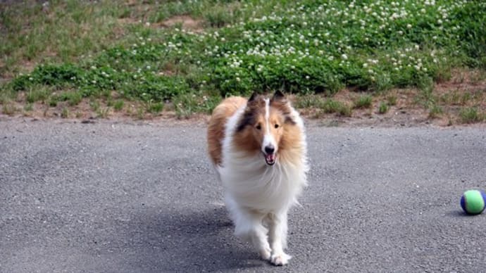 テンコー・エリ子