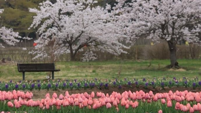 桜とチューリップ