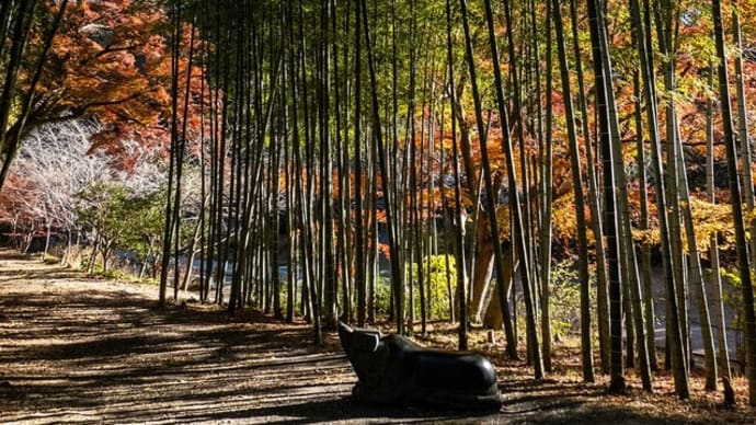 晩秋の景【建長寺】発見!黄緑と紅葉の競演が美しい