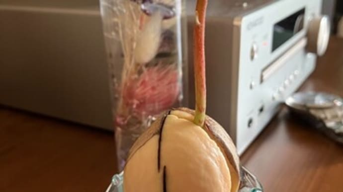 夏休みの自由研究みたいな