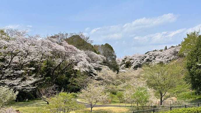 せっかく通りかかったので相模原公園