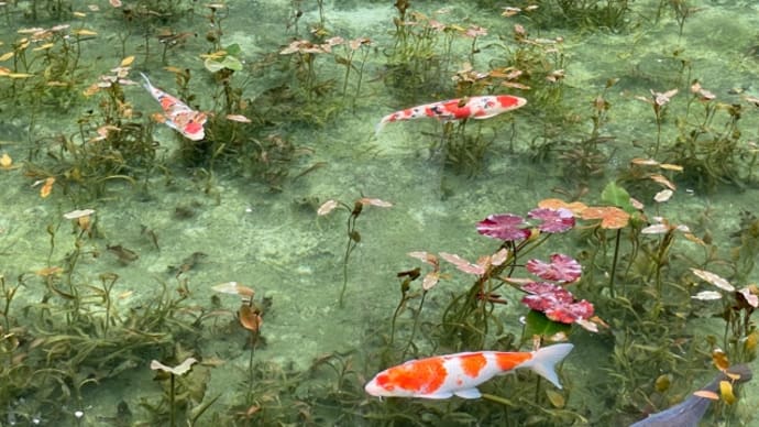 これはキレイだ、モネの池。