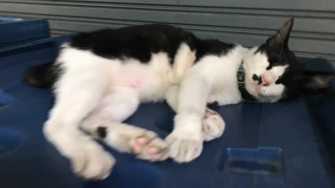 髭ちゃんからの、オンラインよさこい!