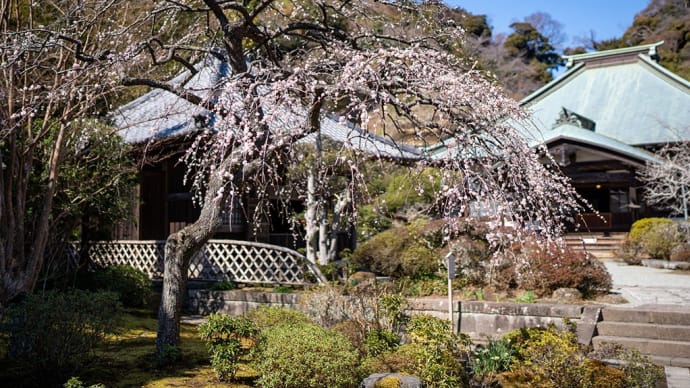 陽春の下で【海蔵寺】枝垂れ梅の終盤に間に合いました
