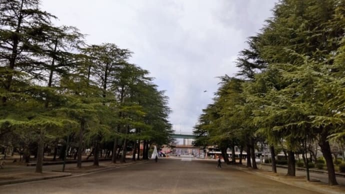 ヒマラヤスギ:公園のシンボル的な樹