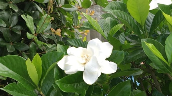 香りの花
