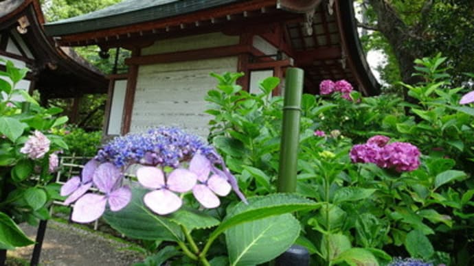 藤森神社の紫陽花（2019年６月）後編　＠　京都妖怪探訪（６３５）