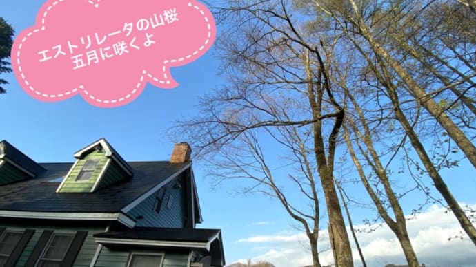 エストレリータの山桜 五月に満開 お部屋からお花見