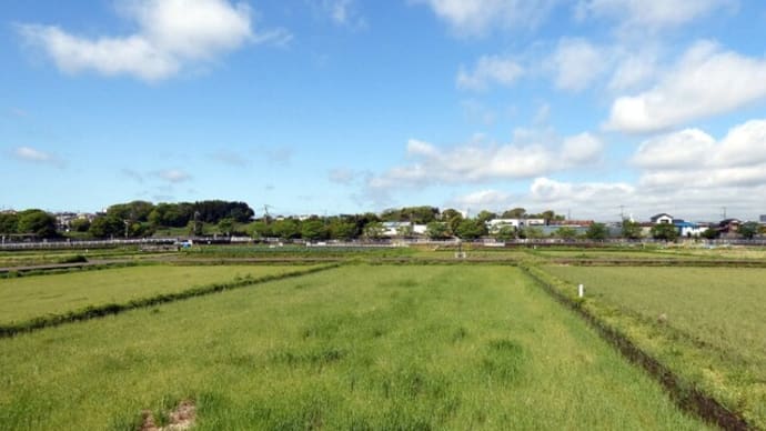・ 天王森泉公園 ホウチャクソウ など春の山野草がいっぱい (2022/04/22)