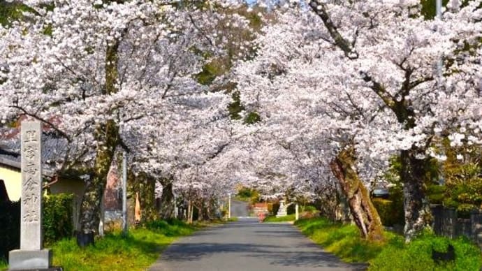 里宮高倉神社の桜並木