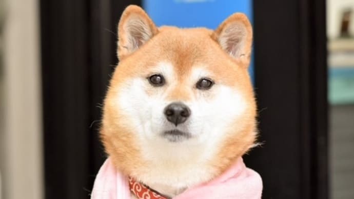 愛犬はち