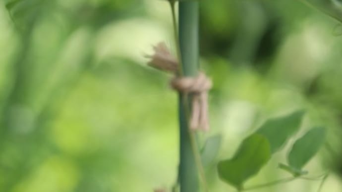 壺花クレマチスと早咲き大輪系のクレマチス