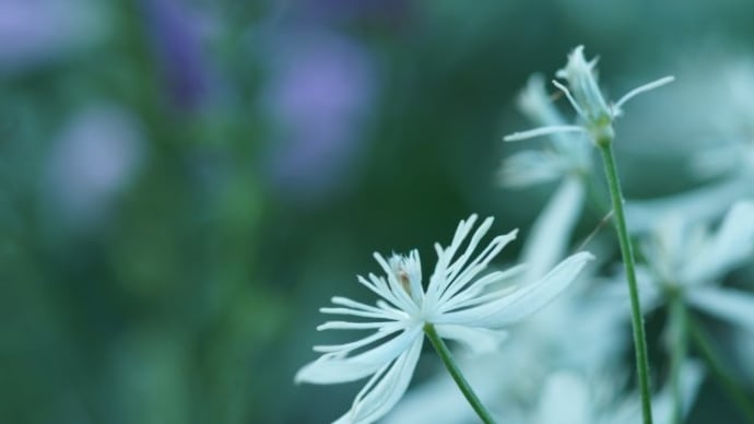 【からだととのえ家さん】と【健美楽寿鍼灸院】