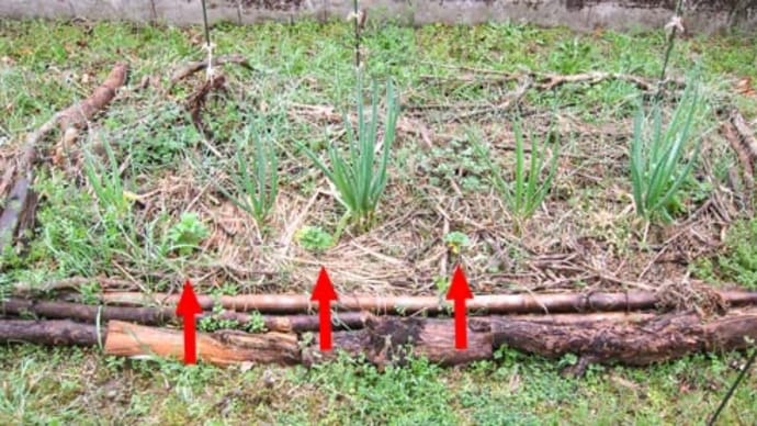 オカノリの移植実験!(おバカだねぇ〜)