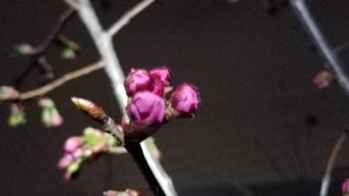 陽光桜 未だ花芽のまま 3.25