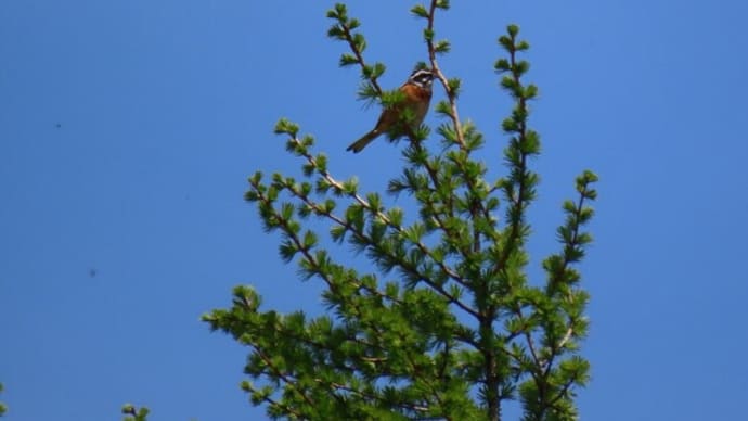 高ボッチ高原・鉢伏山で見た鳥　ホオジロ（頬白）