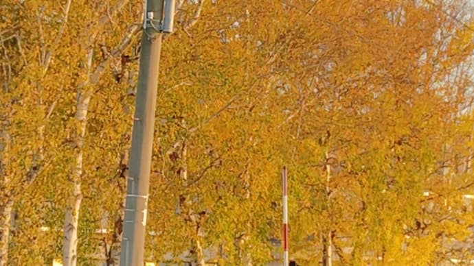 【紅葉 黄色】青森県青森市