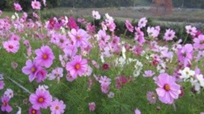 大阪府営山田池公園 コスモスの花 ガストのモーニング