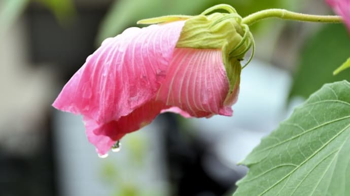 酔芙蓉の涙と秋のバラ
