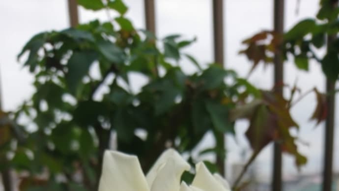 白い薔薇