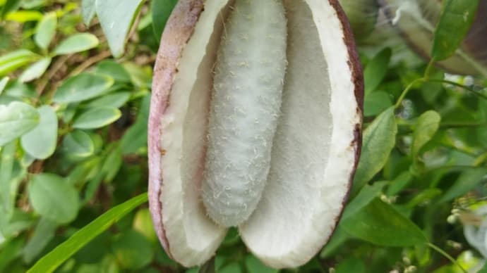 アケビとお茶の花