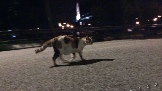 ギプスが取れた
