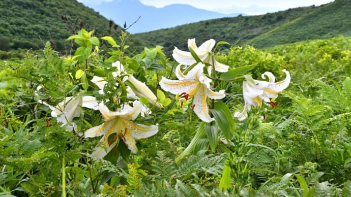 真夏の寒風山は意外に花が多かった。(2024年7月23日)