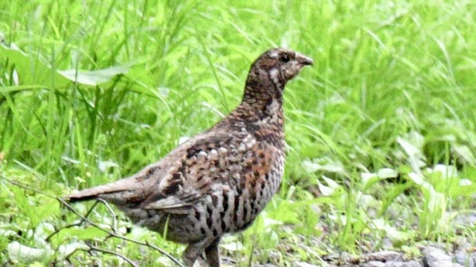 エゾライチョウ 銀泉台‼️ 2024.7.13 撮影