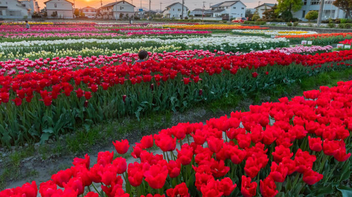 北島町チューリップ公園