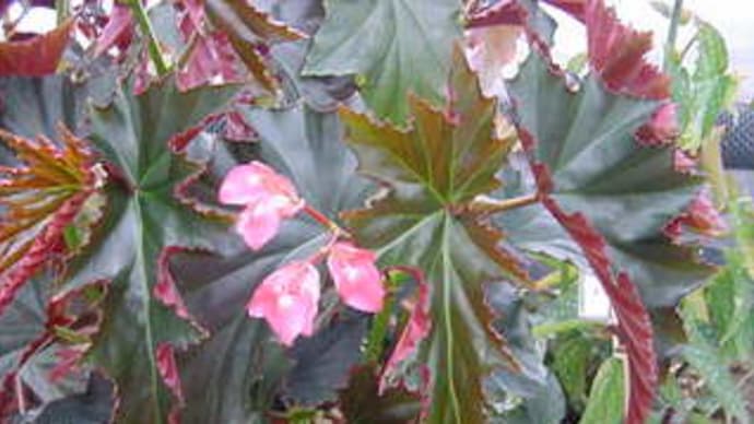 岩手県立花きセンターの花々　その81：木立性ベゴニア「アレグロ」