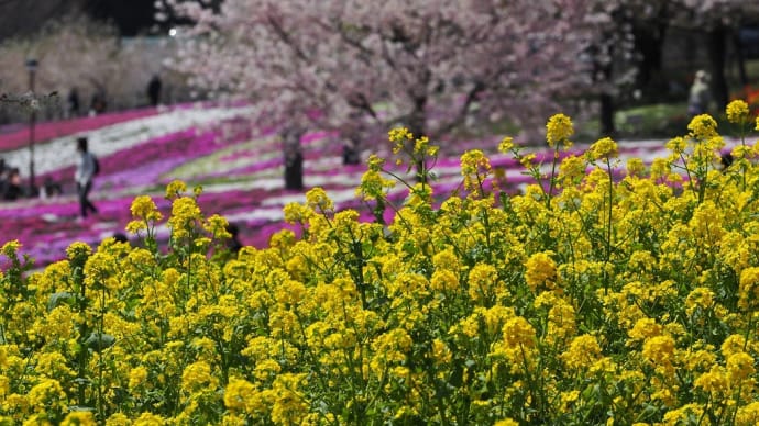 赤城南面千本桜