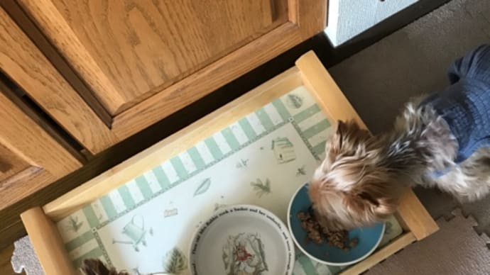 くーちゃん ごはんパクパク
