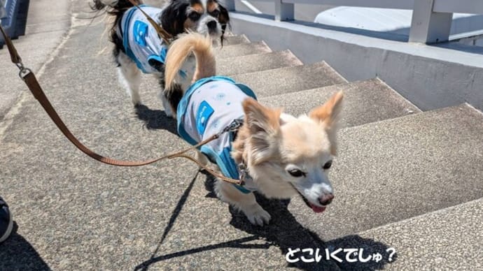 狂犬病予防集合注射に行ってきました💉