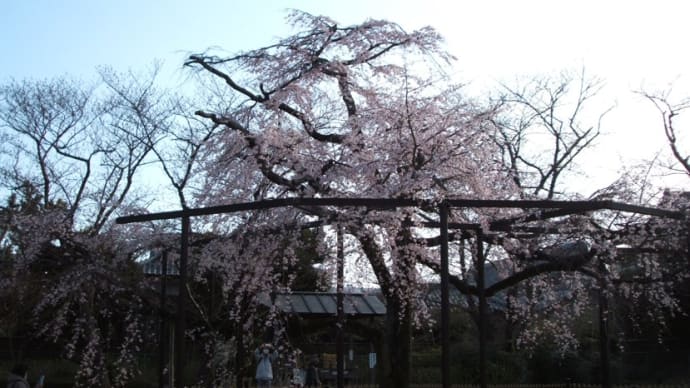 原木山妙行寺のしだれ桜など