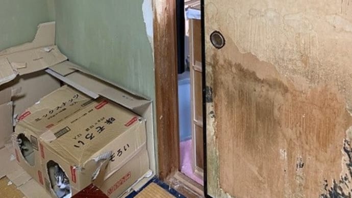 猫の爪とぎ被害