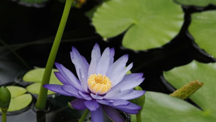 オオバオオヤマレンゲが咲き出した京都府立植物園にて(PartⅣ)