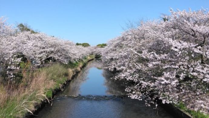 四月も十日を過ぎて花見する