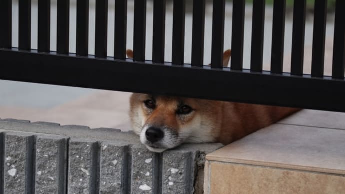 サバカン