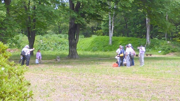 蝶の季節・・・嵐山町の菅谷館跡「本丸跡」で・・・ホソオチョウに逢いました