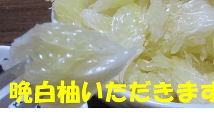 菜園日誌〈晩白柚〉(*'▽')!!やっぱり美味しいですよね😄