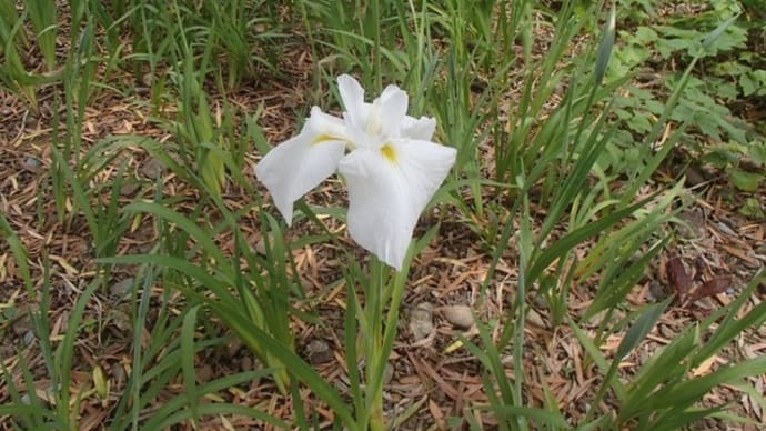 ドッド模様 好き?(花菖蒲)